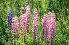 USA, Vermont, Stowe. Field of lupines blooming in spring on Rt 100 Art Print